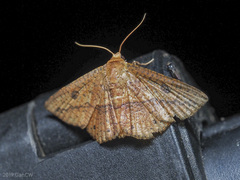 Striglina