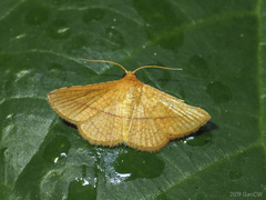 Striglina