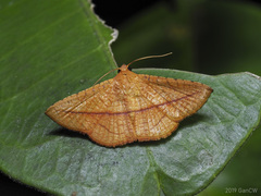 Striglina