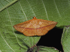 Striglina