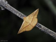 Striglina