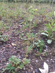 Potentilla pensylvanica