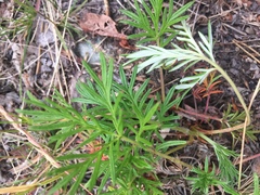 Potentilla bimundorum