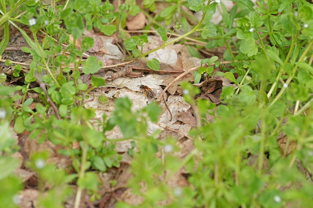 Andrena fulvata