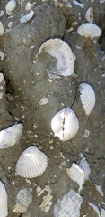 Cerastoderma edule