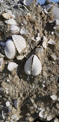 Cerastoderma edule