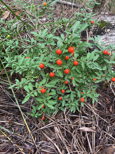 Solanum pseudocapsicum iNat (2)