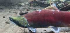 Sockeye Salmon photo 5