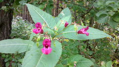Impatiens glandulifera