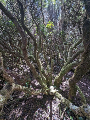 Island Besom Heath