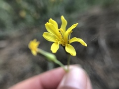 Crepis acuminata