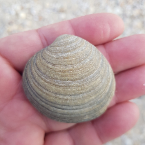 Representative image of Venus casina