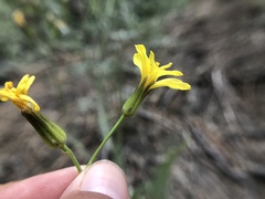 Crepis acuminata