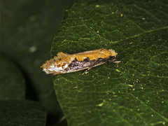 Tinea mandarinella