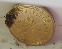 Lasius