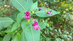 Impatiens glandulifera