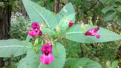Impatiens glandulifera