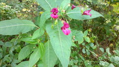 Impatiens glandulifera