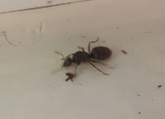 Lasius