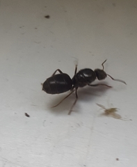 Lasius