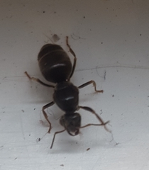 Lasius