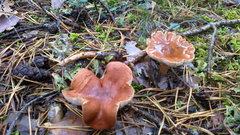 Fungi