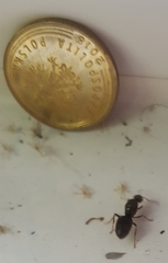 Lasius