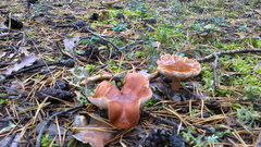 Fungi