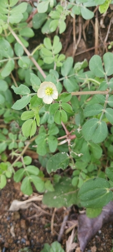 Image of Kallstroemia maxima by no rights reserved