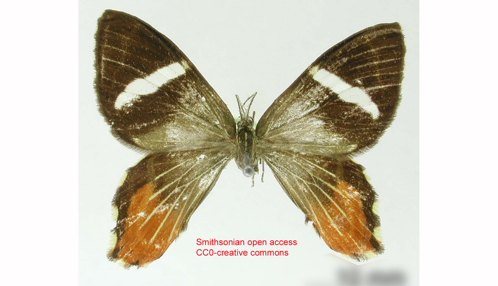 Erateina punsara