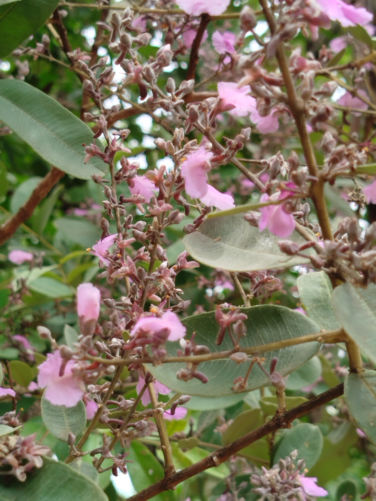 Qualea parviflora