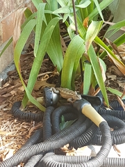 Sceloporus olivaceus
