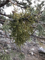 Phoradendron juniperinum