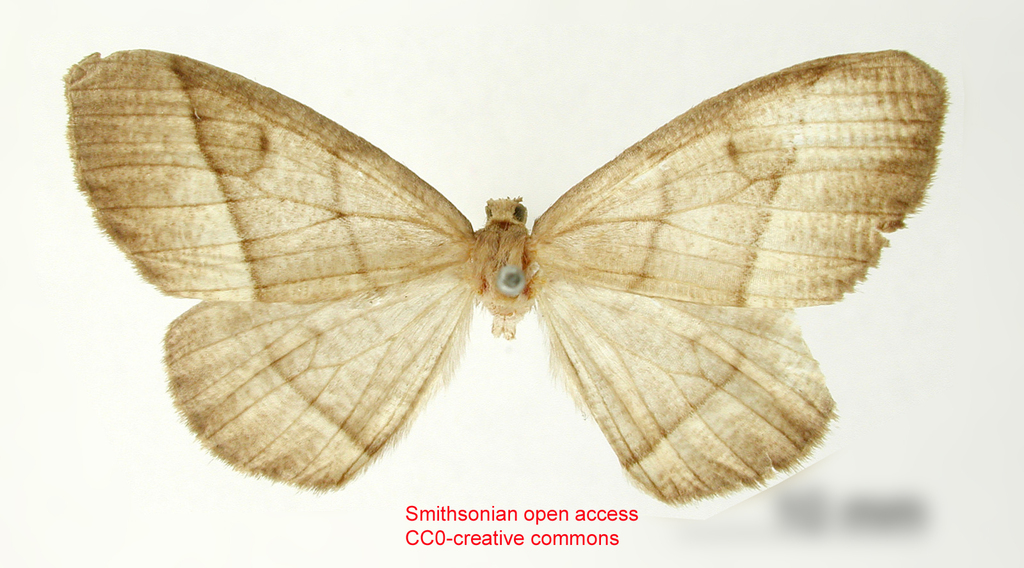 Nephodia ellopiata