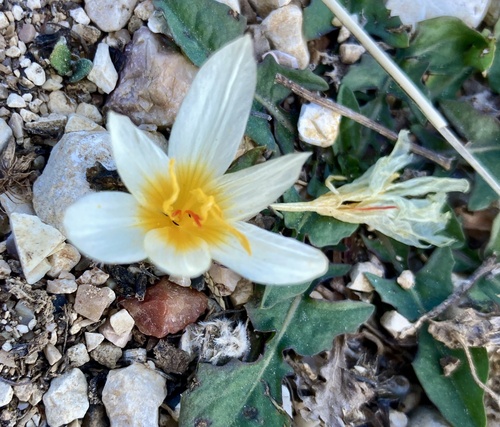 Crocus hadriaticus