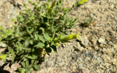 Silene parishii