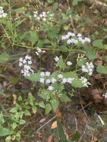 Image of Ageratina jucunda by (c) Brynn Fricke, some rights reserved (CC BY)
