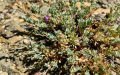 Penstemon californicus