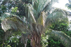 Attalea maripa