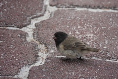 Camarhynchus parvulus