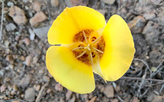 Calochortus concolor