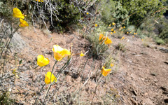 Calochortus concolor