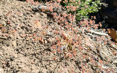 Sidotheca emarginata