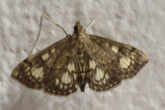 Anania stachydalis