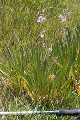 Dodecatheon