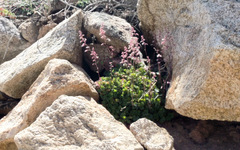 Heuchera hirsutissima