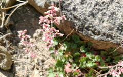 Heuchera hirsutissima