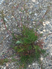 Potentilla bimundorum