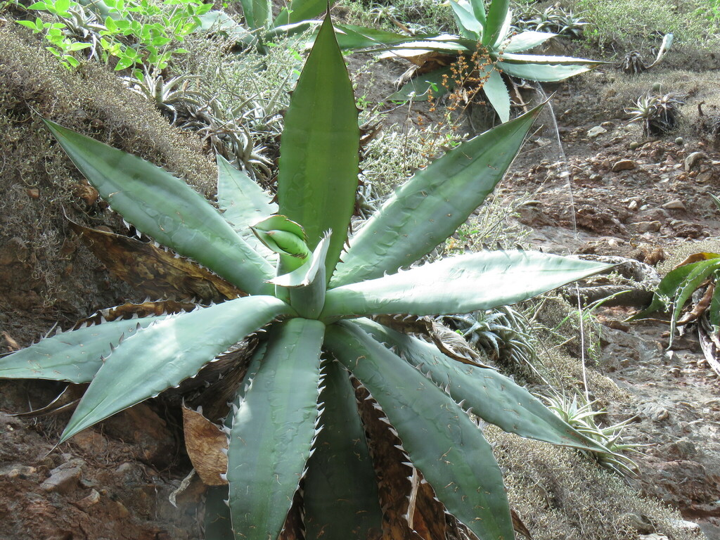 Agave quiotepecensis (Lion's Tail Agave)