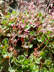 Heuchera hirsutissima